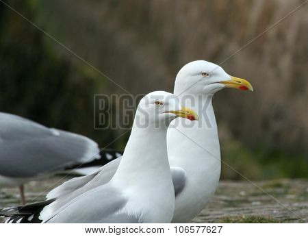 Two herring gulls