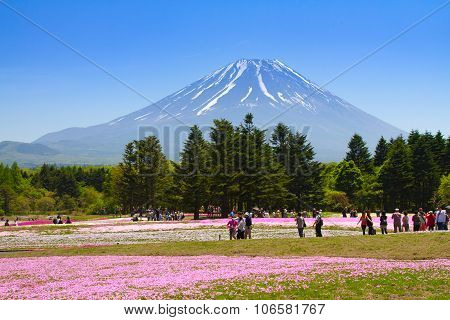 NASHIYAMA, JAPAN May 2015: People from Tokyo and other cities come to Mt. Fuji and enjoy the cherry
