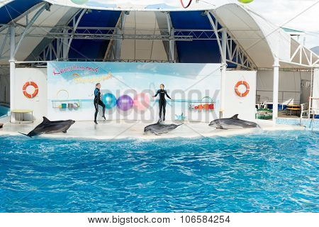 Dolphin Show Scene