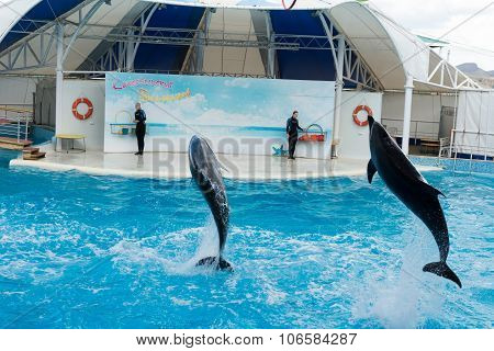 Dolphin Show Scene