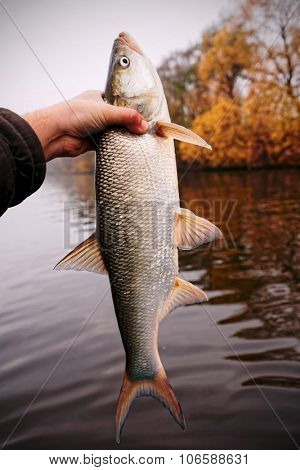 Big asp in fisherman's hand, toned image, vignetting added