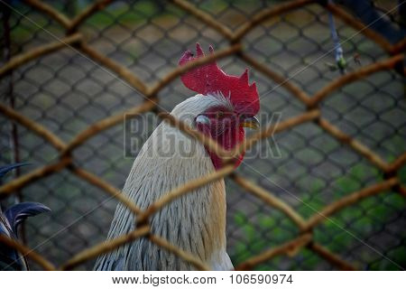 Caged rooster, Unfree range range, Farm animal in cage