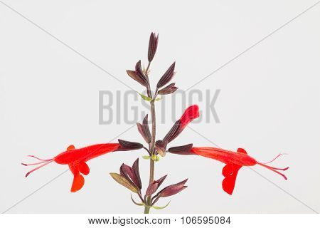 Salvia coccinea 'Lady in Red'