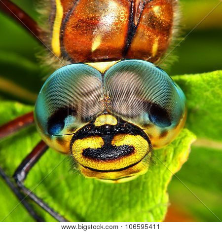 Looking dragonflies