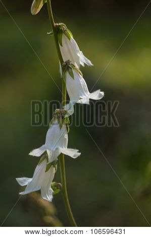 Bell Flowers