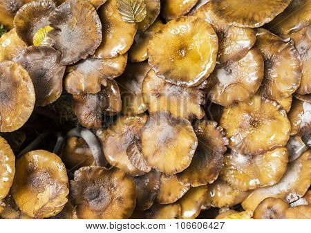 Kuehneromyces Mutabilis