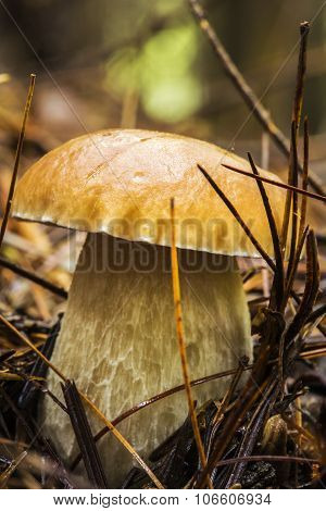 Boletus Mushroom