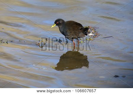 Black Crake Walking Along The Edge Of A Pond Searching Insects