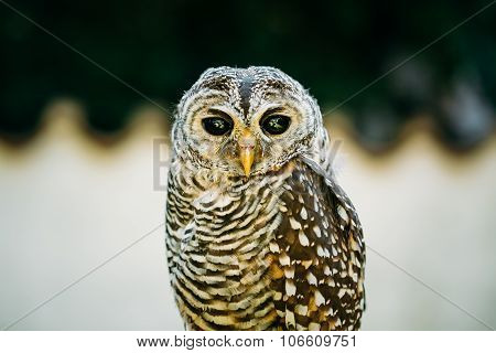 The rufous-legged owl - Strix rufipes - is a medium sized owl with no ear tufts
