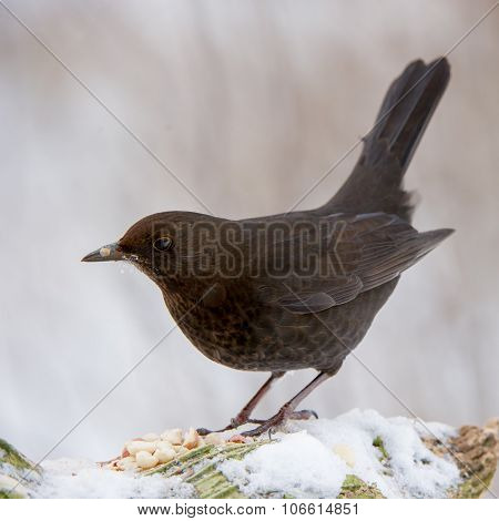 Mrs Blackbird And The Peanuts