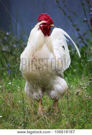 The Rooster And Hen On Traditional Free Range Poultry Farm