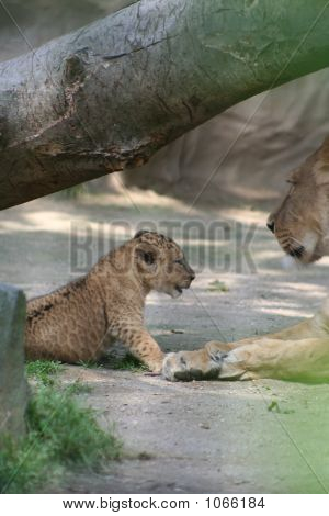 Lions 51