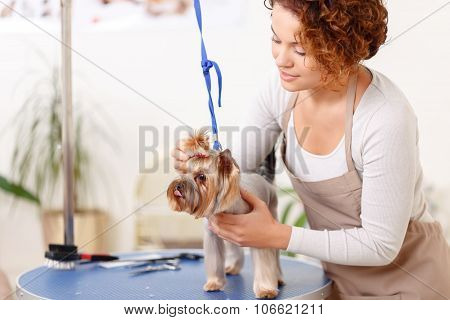 Yorkshire terrier is being groomed by professional.