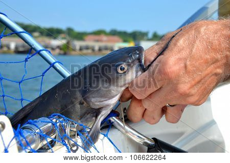 Catfhish caught in net