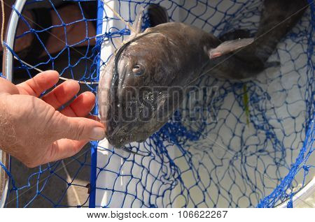 Catfhish caught in net