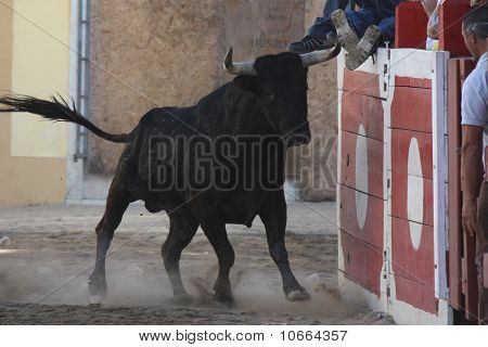 Sokaklarda boğa