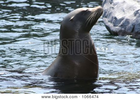 Sealion 2