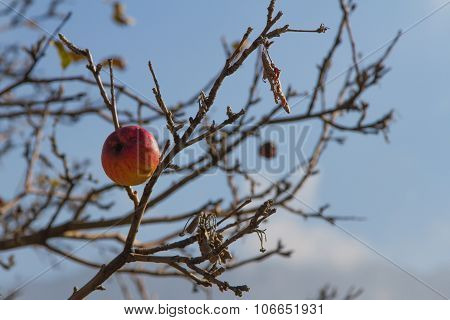 Apples On The Tree