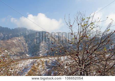 Apples On The Tree In Late Fall