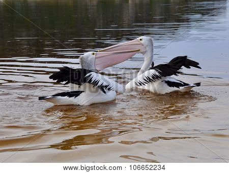 Pelicans: Bill/Throat Pouch Competition at the Moore River, Western Australia