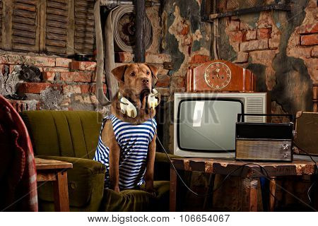 dog radioman in retro style