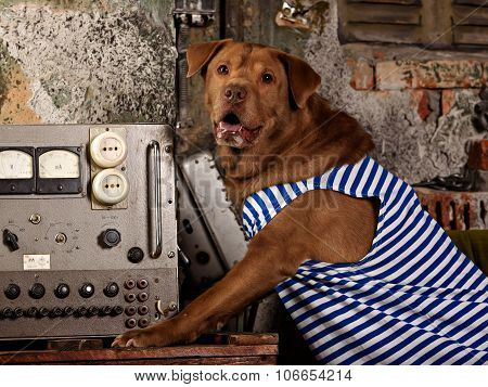 dog radioman in retro style