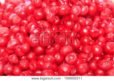 Harvest Of Red Schizandra