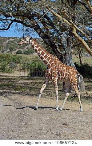 Giraffe