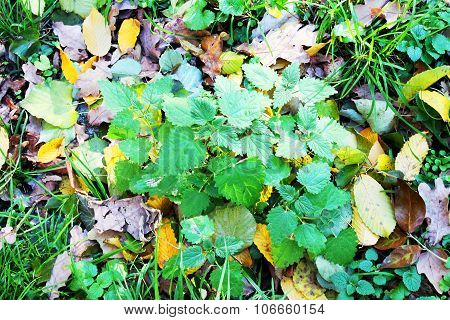 medicative herb