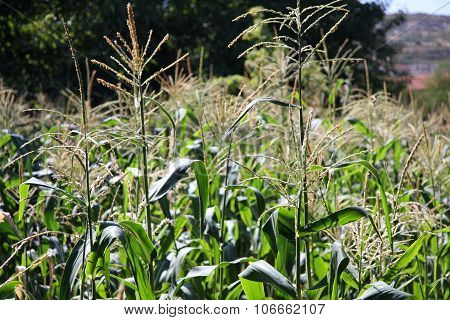 A field in the countryside of Portugal