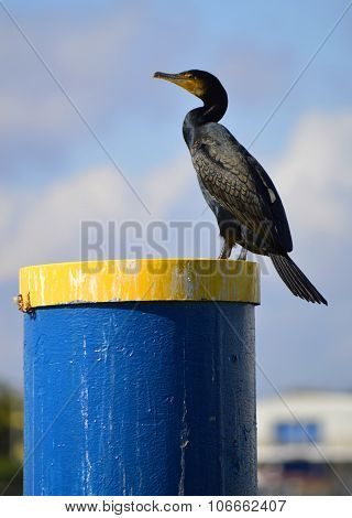 Double crested Cormorant