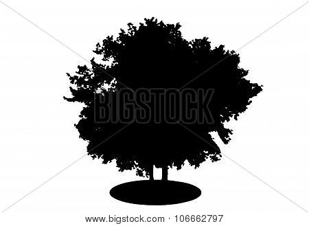 Tree Silhouette Isolated on White Backgorund. Vecrtor Illustrati