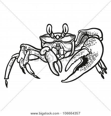 Detailed Hand Drawing Crab. Vector