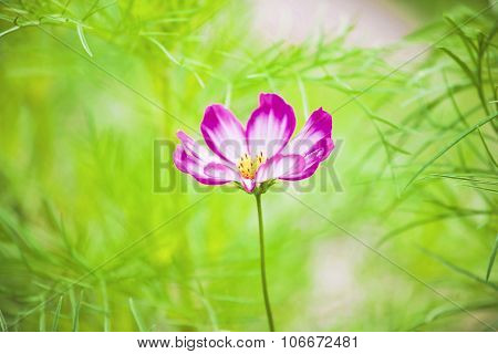 Cosmos Pink Flower