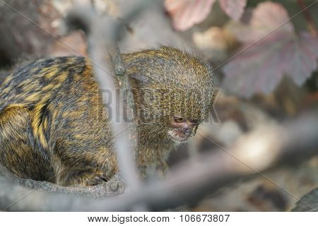 Close Up Of Pygmy Marmoset Or Cebuella Pygmaea The World's Smallest Monkey