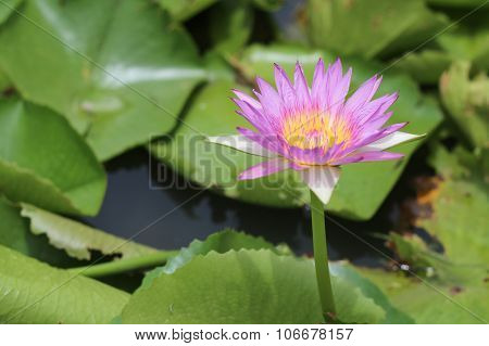 lotus