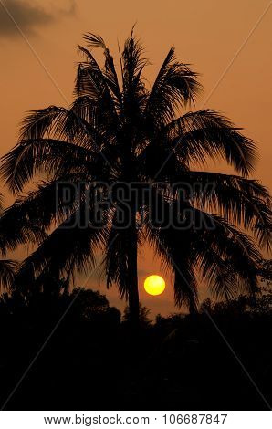 Silouettes At Sunset