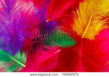 Bright Multi-colored Feathers Background