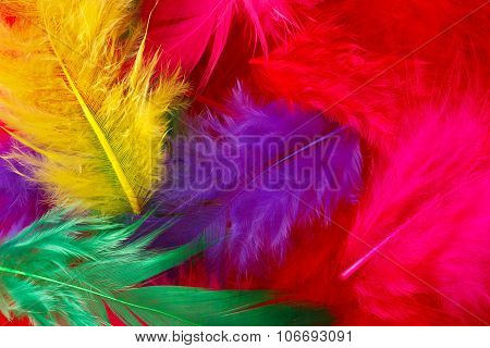 Bright Multi-colored Feathers Background