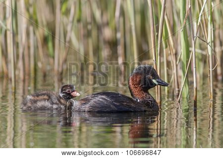 Little Grebe with young