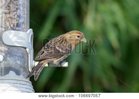 Lesser Redpoll on a garden feeder
