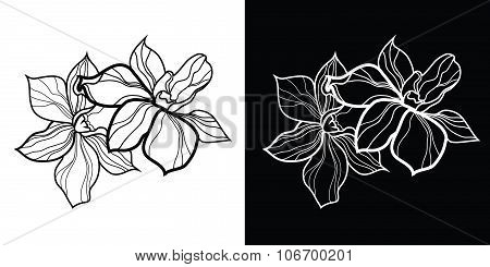 Vector Floral Design Elements