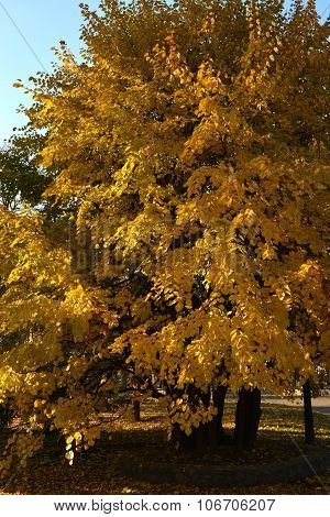 Autumn