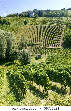 Vineyards In Oltrepo Pavese (italy)