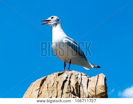 Seagulls