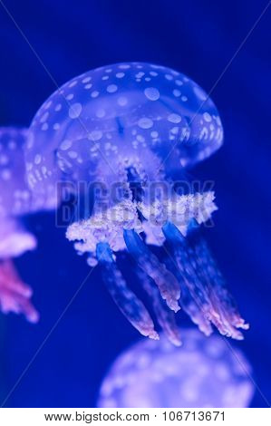 Jellyfish underwater