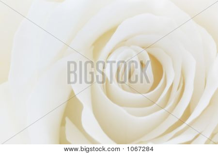 Fondo blanco de la rosa