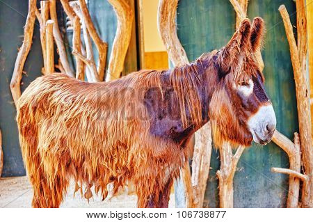 An Unkempt And Alone  Donkey Stand Sad.