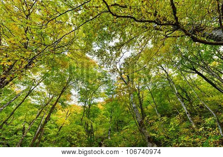 Fall Foliage Vermont