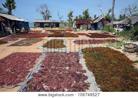 Asia Indonesia Bali Nusa Lembongan Seawead Plantation